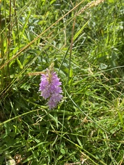 Dactylorhiza fuchsii