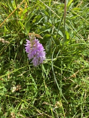 Dactylorhiza fuchsii