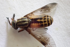 Chrysops shermani