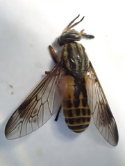 Chrysops shermani