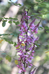 Indigofera cassioides