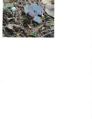 Rhodocollybia badiialba