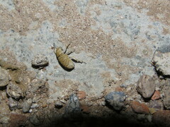 Colecerus
