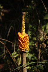 Amorphophallus paeoniifolius