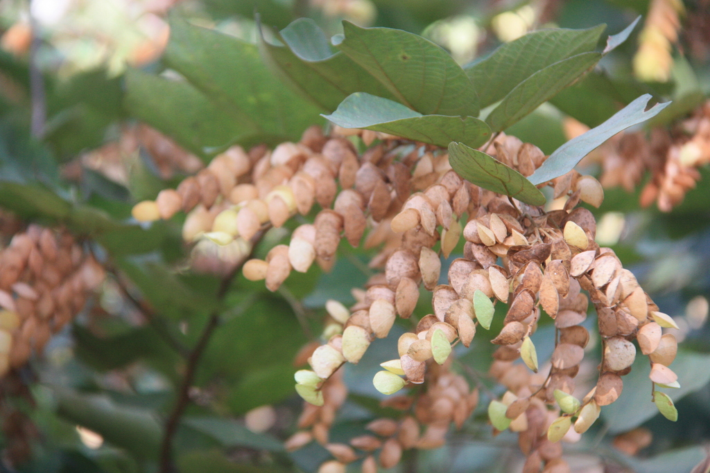 Phyllodium vestitum