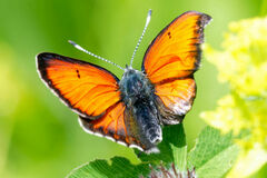 Lycaena candens
