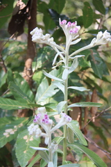 Pluchea polygonata