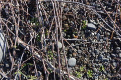 Muehlenbeckia ephedroides