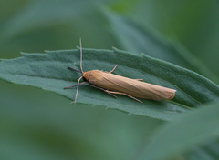 Eilema palliatella