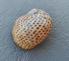 Naticarius stercusmuscarum