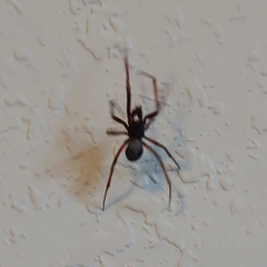 Asagena americana