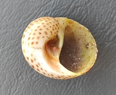 Naticarius stercusmuscarum