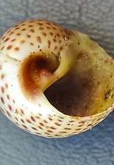 Naticarius stercusmuscarum