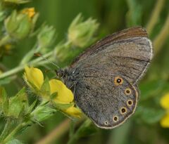 Coenonympha haydenii