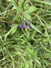 Solanum dulcamara