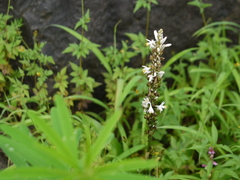 Chlorophytum glaucum