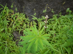 Chlorophytum glaucum