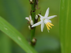 Chlorophytum glaucum