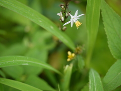 Chlorophytum glaucum
