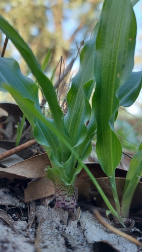 Image of Disa draconis by (c) Jacques van der Merwe, some rights reserved (CC BY-SA)