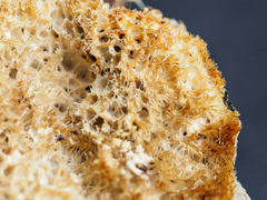 Rigidoporus corticola