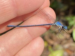 Argia medullaris