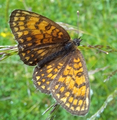 Melitaea cinxia