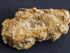 Rigidoporus corticola