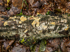 Rigidoporus corticola