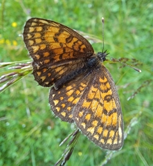 Melitaea cinxia