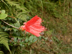 Rhododendron nakaharai