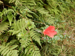 Rhododendron nakaharai