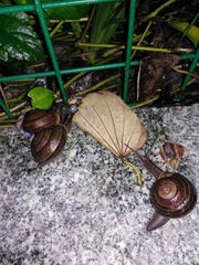 Camaena cicatricosa