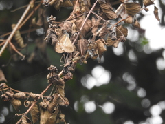 Parantica nilgiriensis