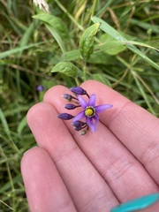 Solanum dulcamara