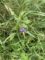 Solanum dulcamara