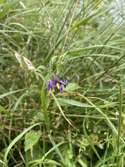 Solanum dulcamara