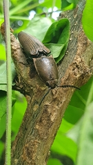Chalcolepidius silbermanni