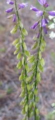 Polygala hybrida