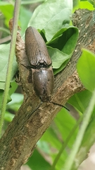 Chalcolepidius silbermanni