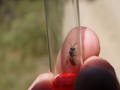 Lasioglossum interruptum