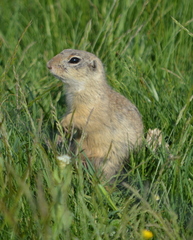 Spermophilus citellus