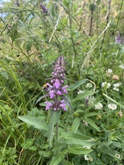Stachys palustris