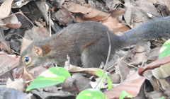 Tupaia glis