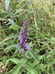 Stachys palustris