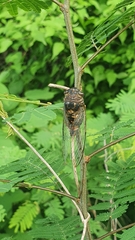 Diceroprocta pronotolinea