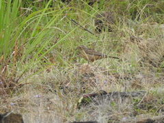 Anthus nilghiriensis