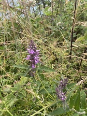 Stachys palustris