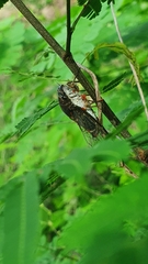 Diceroprocta pronotolinea