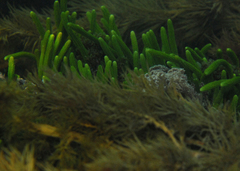 Caulerpa brownii